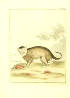 An illustration from Natuurkundige beschryving eener uitmuntende verzameling van zeldsaame gedierten : bestaande in Oost- en Westindische viervoetige dieren, vogelen en slangen : weleer leevend voorhanden geweest zynde, buiten den Haag, op het Kleine Loo van Z.D.H. den Prins van Oranje-Nassau (1804)
