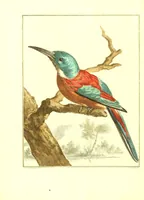An illustration from Natuurkundige beschryving eener uitmuntende verzameling van zeldsaame gedierten : bestaande in Oost- en Westindische viervoetige dieren, vogelen en slangen : weleer leevend voorhanden geweest zynde, buiten den Haag, op het Kleine Loo van Z.D.H. den Prins van Oranje-Nassau (1804)