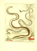 An illustration from Natuurkundige beschryving eener uitmuntende verzameling van zeldsaame gedierten : bestaande in Oost- en Westindische viervoetige dieren, vogelen en slangen : weleer leevend voorhanden geweest zynde, buiten den Haag, op het Kleine Loo van Z.D.H. den Prins van Oranje-Nassau (1804)