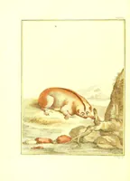 An illustration from Natuurkundige beschryving eener uitmuntende verzameling van zeldsaame gedierten : bestaande in Oost- en Westindische viervoetige dieren, vogelen en slangen : weleer leevend voorhanden geweest zynde, buiten den Haag, op het Kleine Loo van Z.D.H. den Prins van Oranje-Nassau (1804)