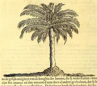 Picture 9 of 40 from Natuurlyke en zedelyke historie van d'eylanden de Voor-Eylanden van Amerika. : Verrijkt met vele schoone platen, die uytheelden d'aller-aanmerkelijkste seldsaamheden die'er in beschreven zijn. : Met eenen Caraïbaanschen Woorden-schat. (1662), leaf 100