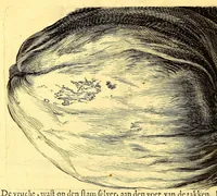 Picture 10 of 40 from Natuurlyke en zedelyke historie van d'eylanden de Voor-Eylanden van Amerika. : Verrijkt met vele schoone platen, die uytheelden d'aller-aanmerkelijkste seldsaamheden die'er in beschreven zijn. : Met eenen Caraïbaanschen Woorden-schat. (1662), leaf 104