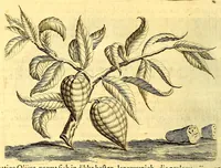 An illustration from Natuurlyke en zedelyke historie van d'eylanden de Voor-Eylanden van Amerika. : Verrijkt met vele schoone platen, die uytheelden d'aller-aanmerkelijkste seldsaamheden die'er in beschreven zijn. : Met eenen Caraïbaanschen Woorden-schat. (1662)