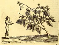 Picture 12 of 40 from Natuurlyke en zedelyke historie van d'eylanden de Voor-Eylanden van Amerika. : Verrijkt met vele schoone platen, die uytheelden d'aller-aanmerkelijkste seldsaamheden die'er in beschreven zijn. : Met eenen Caraïbaanschen Woorden-schat. (1662), leaf 112