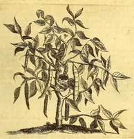 Picture 13 of 40 from Natuurlyke en zedelyke historie van d'eylanden de Voor-Eylanden van Amerika. : Verrijkt met vele schoone platen, die uytheelden d'aller-aanmerkelijkste seldsaamheden die'er in beschreven zijn. : Met eenen Caraïbaanschen Woorden-schat. (1662), leaf 115