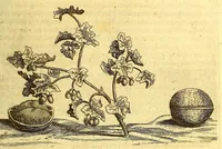 Picture 14 of 40 from Natuurlyke en zedelyke historie van d'eylanden de Voor-Eylanden van Amerika. : Verrijkt met vele schoone platen, die uytheelden d'aller-aanmerkelijkste seldsaamheden die'er in beschreven zijn. : Met eenen Caraïbaanschen Woorden-schat. (1662), leaf 117