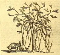 Picture 15 of 40 from Natuurlyke en zedelyke historie van d'eylanden de Voor-Eylanden van Amerika. : Verrijkt met vele schoone platen, die uytheelden d'aller-aanmerkelijkste seldsaamheden die'er in beschreven zijn. : Met eenen Caraïbaanschen Woorden-schat. (1662), leaf 120