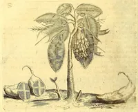 Picture 17 of 40 from Natuurlyke en zedelyke historie van d'eylanden de Voor-Eylanden van Amerika. : Verrijkt met vele schoone platen, die uytheelden d'aller-aanmerkelijkste seldsaamheden die'er in beschreven zijn. : Met eenen Caraïbaanschen Woorden-schat. (1662), leaf 126