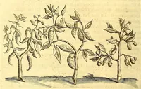 Picture 18 of 40 from Natuurlyke en zedelyke historie van d'eylanden de Voor-Eylanden van Amerika. : Verrijkt met vele schoone platen, die uytheelden d'aller-aanmerkelijkste seldsaamheden die'er in beschreven zijn. : Met eenen Caraïbaanschen Woorden-schat. (1662), leaf 130