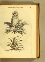 Picture 19 of 40 from Natuurlyke en zedelyke historie van d'eylanden de Voor-Eylanden van Amerika. : Verrijkt met vele schoone platen, die uytheelden d'aller-aanmerkelijkste seldsaamheden die'er in beschreven zijn. : Met eenen Caraïbaanschen Woorden-schat. (1662), leaf 137