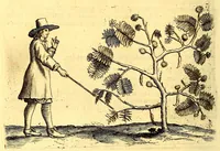 An illustration from Natuurlyke en zedelyke historie van d'eylanden de Voor-Eylanden van Amerika. : Verrijkt met vele schoone platen, die uytheelden d'aller-aanmerkelijkste seldsaamheden die'er in beschreven zijn. : Met eenen Caraïbaanschen Woorden-schat. (1662)