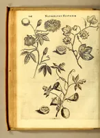 An illustration from Natuurlyke en zedelyke historie van d'eylanden de Voor-Eylanden van Amerika. : Verrijkt met vele schoone platen, die uytheelden d'aller-aanmerkelijkste seldsaamheden die'er in beschreven zijn. : Met eenen Caraïbaanschen Woorden-schat. (1662)