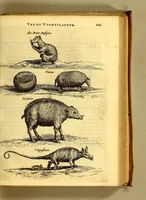 An illustration from Natuurlyke en zedelyke historie van d'eylanden de Voor-Eylanden van Amerika. : Verrijkt met vele schoone platen, die uytheelden d'aller-aanmerkelijkste seldsaamheden die'er in beschreven zijn. : Met eenen Caraïbaanschen Woorden-schat. (1662)