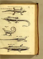 Picture 24 of 40 from Natuurlyke en zedelyke historie van d'eylanden de Voor-Eylanden van Amerika. : Verrijkt met vele schoone platen, die uytheelden d'aller-aanmerkelijkste seldsaamheden die'er in beschreven zijn. : Met eenen Caraïbaanschen Woorden-schat. (1662), leaf 163