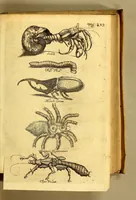 An illustration from Natuurlyke en zedelyke historie van d'eylanden de Voor-Eylanden van Amerika. : Verrijkt met vele schoone platen, die uytheelden d'aller-aanmerkelijkste seldsaamheden die'er in beschreven zijn. : Met eenen Caraïbaanschen Woorden-schat. (1662)