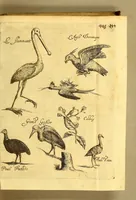Picture 27 of 40 from Natuurlyke en zedelyke historie van d'eylanden de Voor-Eylanden van Amerika. : Verrijkt met vele schoone platen, die uytheelden d'aller-aanmerkelijkste seldsaamheden die'er in beschreven zijn. : Met eenen Caraïbaanschen Woorden-schat. (1662), leaf 191