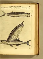 An illustration from Natuurlyke en zedelyke historie van d'eylanden de Voor-Eylanden van Amerika. : Verrijkt met vele schoone platen, die uytheelden d'aller-aanmerkelijkste seldsaamheden die'er in beschreven zijn. : Met eenen Caraïbaanschen Woorden-schat. (1662)