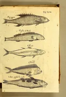 Picture 29 of 40 from Natuurlyke en zedelyke historie van d'eylanden de Voor-Eylanden van Amerika. : Verrijkt met vele schoone platen, die uytheelden d'aller-aanmerkelijkste seldsaamheden die'er in beschreven zijn. : Met eenen Caraïbaanschen Woorden-schat. (1662), leaf 199