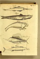 Picture 30 of 40 from Natuurlyke en zedelyke historie van d'eylanden de Voor-Eylanden van Amerika. : Verrijkt met vele schoone platen, die uytheelden d'aller-aanmerkelijkste seldsaamheden die'er in beschreven zijn. : Met eenen Caraïbaanschen Woorden-schat. (1662), leaf 209