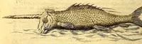 Picture 31 of 40 from Natuurlyke en zedelyke historie van d'eylanden de Voor-Eylanden van Amerika. : Verrijkt met vele schoone platen, die uytheelden d'aller-aanmerkelijkste seldsaamheden die'er in beschreven zijn. : Met eenen Caraïbaanschen Woorden-schat. (1662), leaf 214