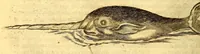 Picture 32 of 40 from Natuurlyke en zedelyke historie van d'eylanden de Voor-Eylanden van Amerika. : Verrijkt met vele schoone platen, die uytheelden d'aller-aanmerkelijkste seldsaamheden die'er in beschreven zijn. : Met eenen Caraïbaanschen Woorden-schat. (1662), leaf 214