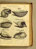 An illustration from Natuurlyke en zedelyke historie van d'eylanden de Voor-Eylanden van Amerika. : Verrijkt met vele schoone platen, die uytheelden d'aller-aanmerkelijkste seldsaamheden die'er in beschreven zijn. : Met eenen Caraïbaanschen Woorden-schat. (1662)