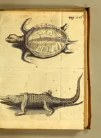 An illustration from Natuurlyke en zedelyke historie van d'eylanden de Voor-Eylanden van Amerika. : Verrijkt met vele schoone platen, die uytheelden d'aller-aanmerkelijkste seldsaamheden die'er in beschreven zijn. : Met eenen Caraïbaanschen Woorden-schat. (1662)
