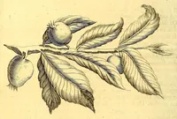 An illustration from Natuurlyke en zedelyke historie van d'eylanden de Voor-Eylanden van Amerika. : Verrijkt met vele schoone platen, die uytheelden d'aller-aanmerkelijkste seldsaamheden die'er in beschreven zijn. : Met eenen Caraïbaanschen Woorden-schat. (1662)