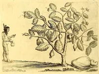 An illustration from Natuurlyke en zedelyke historie van d'eylanden de Voor-Eylanden van Amerika. : Verrijkt met vele schoone platen, die uytheelden d'aller-aanmerkelijkste seldsaamheden die'er in beschreven zijn. : Met eenen Caraïbaanschen Woorden-schat. (1662)