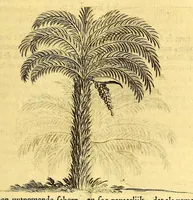 Picture 8 of 40 from Natuurlyke en zedelyke historie van d'eylanden de Voor-Eylanden van Amerika. : Verrijkt met vele schoone platen, die uytheelden d'aller-aanmerkelijkste seldsaamheden die'er in beschreven zijn. : Met eenen Caraïbaanschen Woorden-schat. (1662), leaf 99