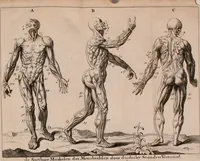 An illustration from Natuurlyk en schilderkonstig ontwerp der menschkunde : leerende niet alleen de kennis van de gestalte, proportie, schoonheyd, muskelen, bewegingen, actien, passien, en welstand der menschbeelden : tot de teykenkunde, schilderkunde, beeldhouwery, bootseer en giet-oeffening toepassen : maar ook hoe sich een mensch na deselve regelen, in allerhande doeningh van gaan, staan, loopen, torssen, dragen, arbeyden, spreken en andere gebeerden : bevallig en verstandilijk aastellen zal (1683)