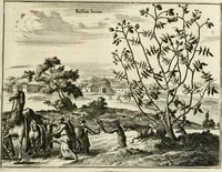 An illustration from Naukeurige beschryving van Asie; behelsende de gewesten van Mesopotamie, Babylonie, Assyrie, Anatolie, of Klein Asie, beneffens eene volkome beschrijving van gansch Gelukkigh, Woest, en Petreesch of Steenigh Arabie.. (1680)