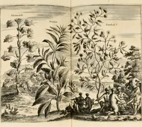 An illustration from Naukeurige beschryving van Asie; behelsende de gewesten van Mesopotamie, Babylonie, Assyrie, Anatolie, of Klein Asie, beneffens eene volkome beschrijving van gansch Gelukkigh, Woest, en Petreesch of Steenigh Arabie.. (1680)