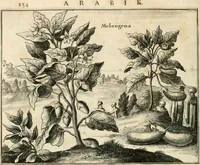 Picture 48 of 50 from Naukeurige beschryving van Asie; behelsende de gewesten van Mesopotamie, Babylonie, Assyrie, Anatolie, of Klein Asie, beneffens eene volkome beschrijving van gansch Gelukkigh, Woest, en Petreesch of Steenigh Arabie.. (1680), leaf 559