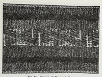 Picture 13 of 19 from Navajo weavers (1884), leaf 29