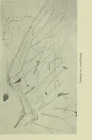 An illustration from Neben meiner Kunst : Flugstudien, Briefe und Persönliches (1909)