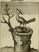 Picture 37 of 39 from Nebulo nebulonum, hoc est, Iocoseria modernae nequitiae censura : qua hominum sceleratorum fraudes, doli ac versutiae aeri aëriq[ue] exponuntur pùblice (1620), leaf 166