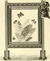 An illustration from Needle and brush: (1889)