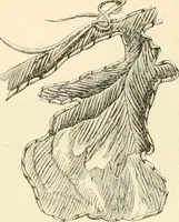 An illustration from Needle and brush: (1889)