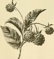 An illustration from Needle and brush: (1889)