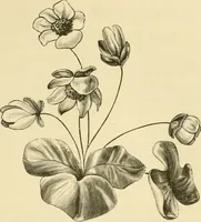 An illustration from Needle and brush: (1889)