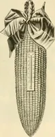 An illustration from Needle and brush: (1889)