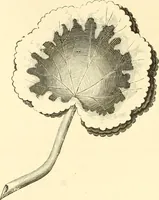 An illustration from Needle and brush: (1889)