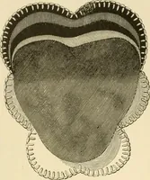 An illustration from Needle and brush: (1889)