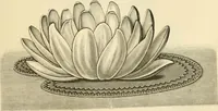 An illustration from Needle and brush: (1889)