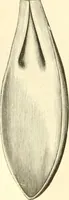 An illustration from Needle and brush: (1889)
