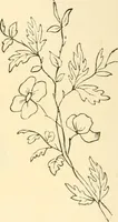 An illustration from Needle and brush: (1889)