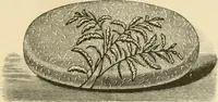 An illustration from Needle and brush: (1889)