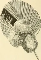 An illustration from Needle and brush: (1889)