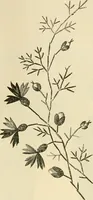 An illustration from Needle and brush: (1889)